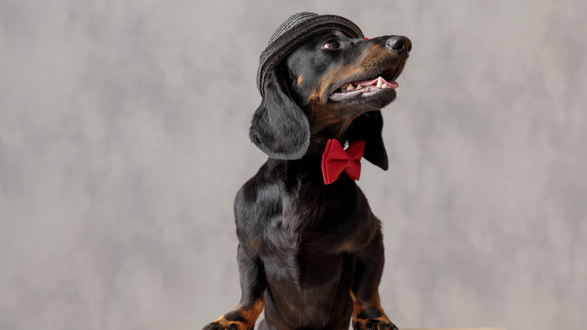Royal Vibes: Elevating Your Dog’s Look