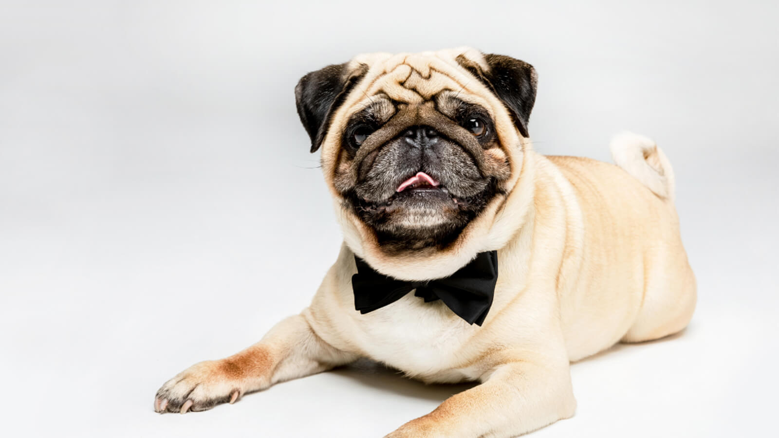 Making Every Moment Special for Your Pup with a Custom Dog Collar