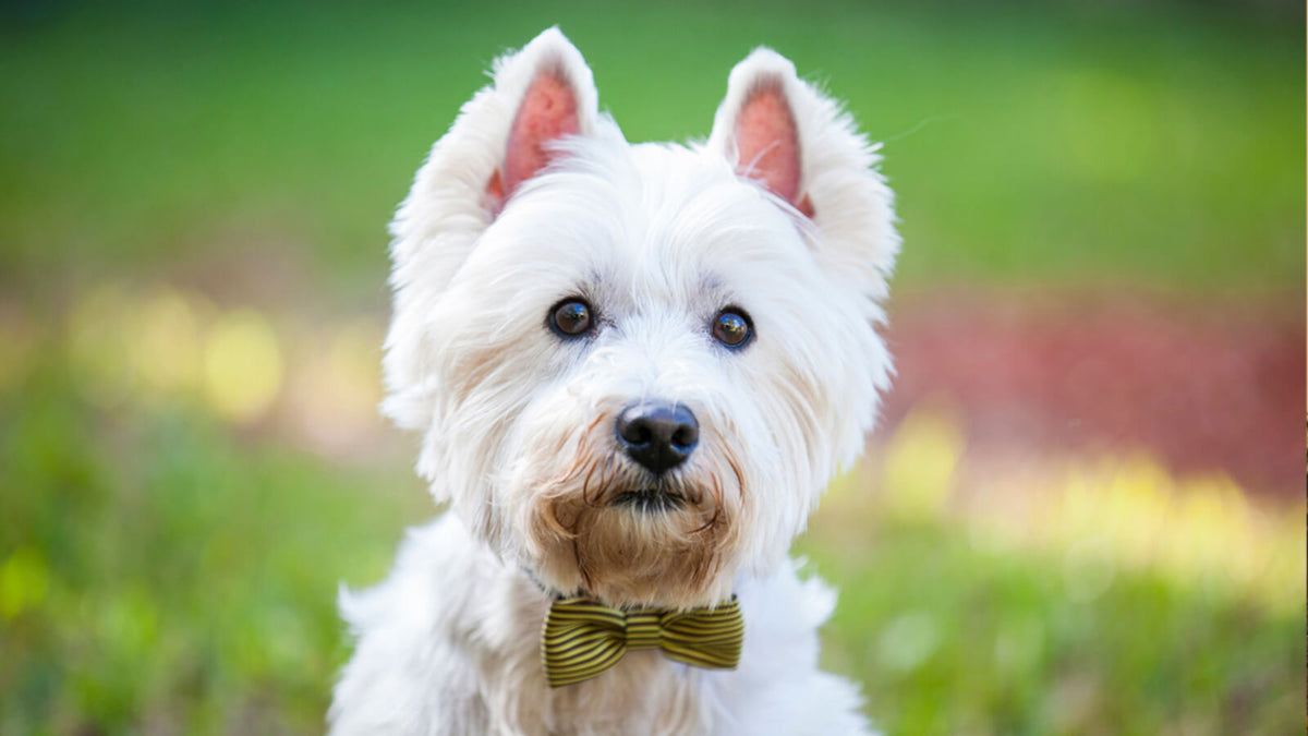 Making Every Moment Special for Your Pup with a Custom Dog Collar