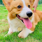 Round Paw Print Engraved Pet ID Tag