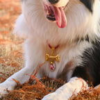 Bone-Shaped Engraved Pet ID Tag