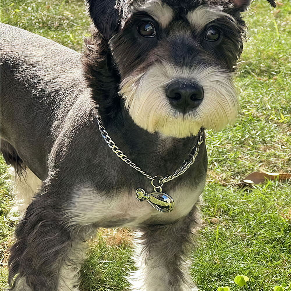 Personalised Dog Tag with Name