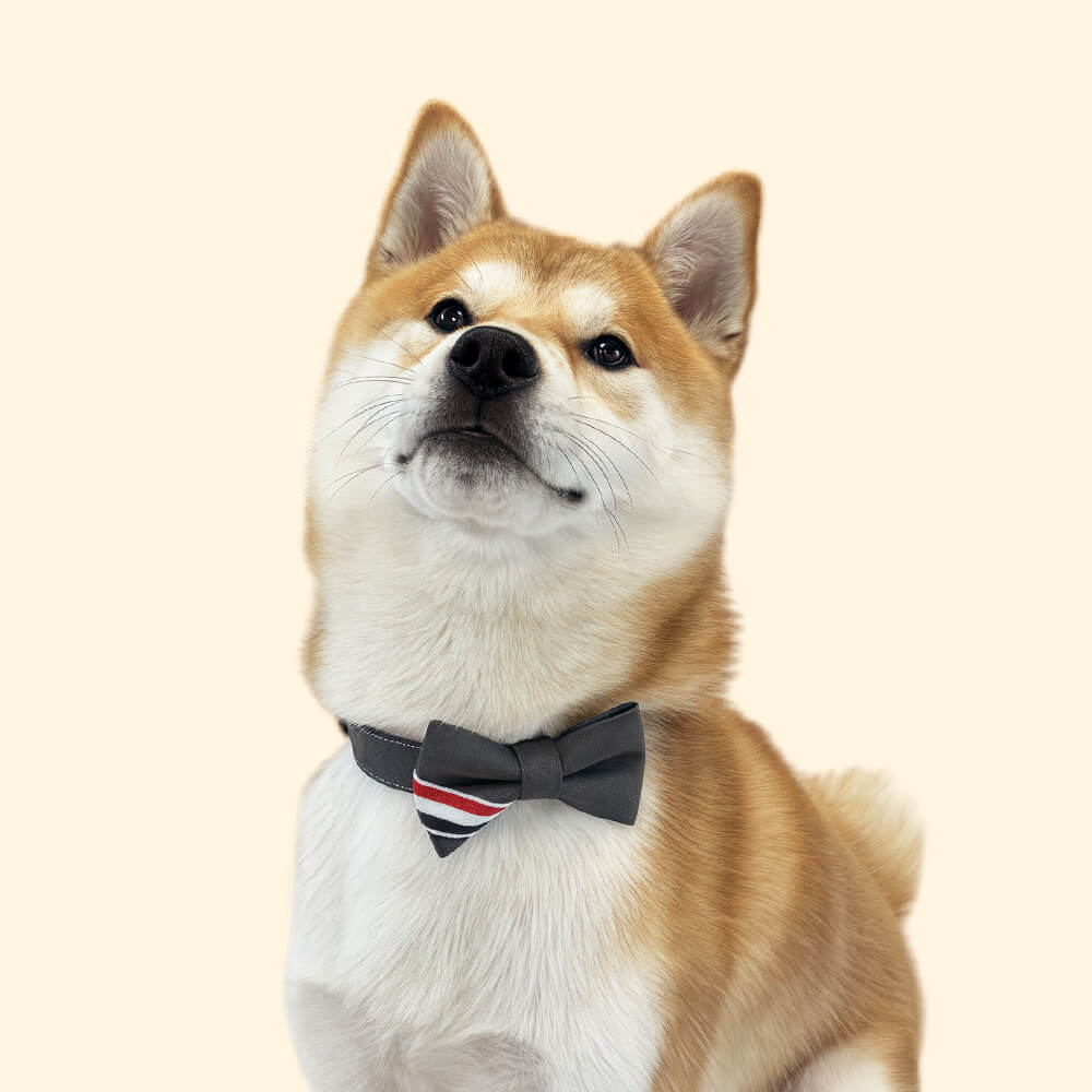 Pearsonalised Dog Collar with Bowtie
