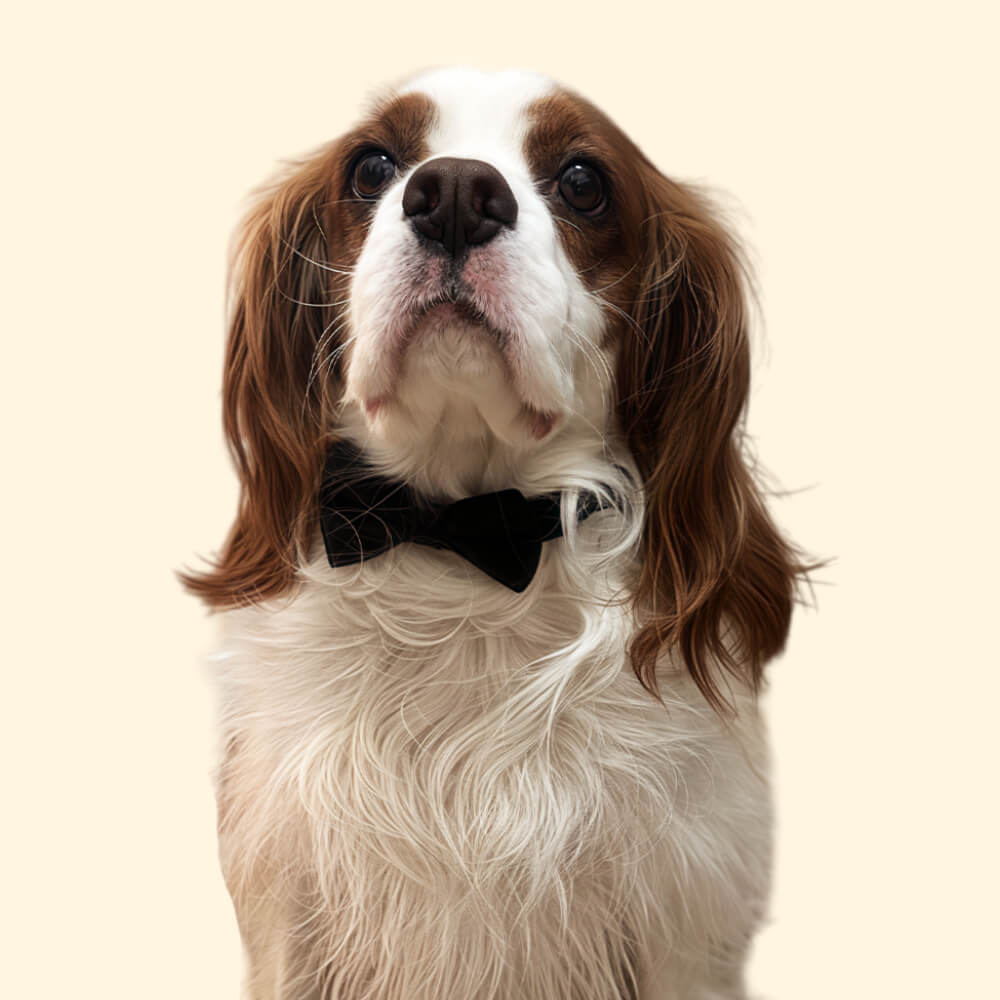 Custom Dog Collar with Bowtie