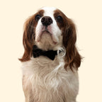 Classic Bow Tie Collar with Nameplate