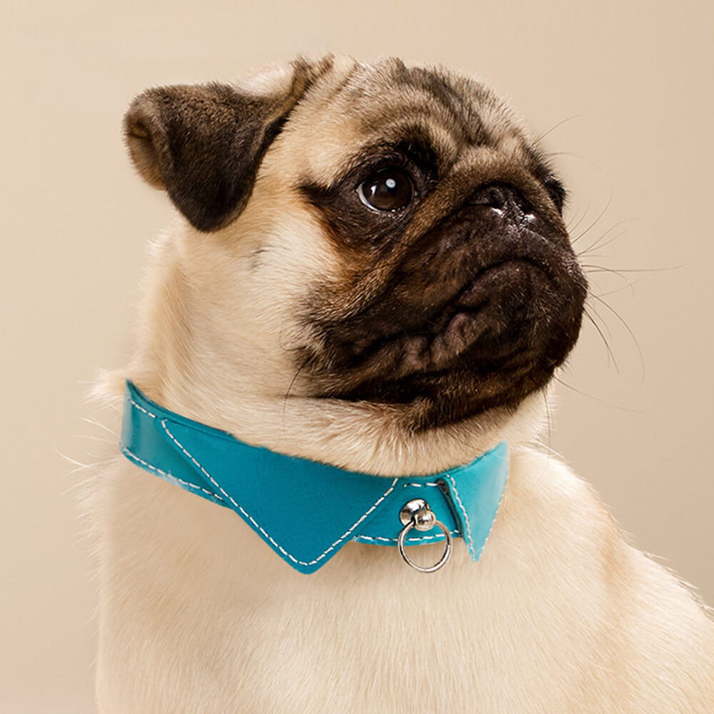 Shirt Collar Dog Collar with Name