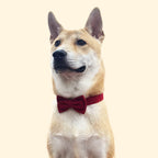 Layered Bow Tie Collar with Nameplate