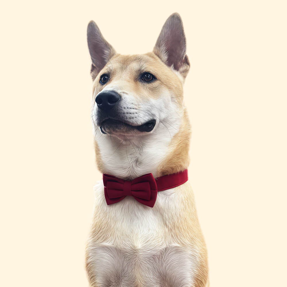 Layered Bow Tie Collar with Nameplate