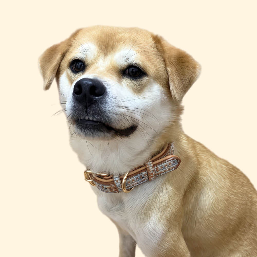 Elegant Woven Name Dog Collar