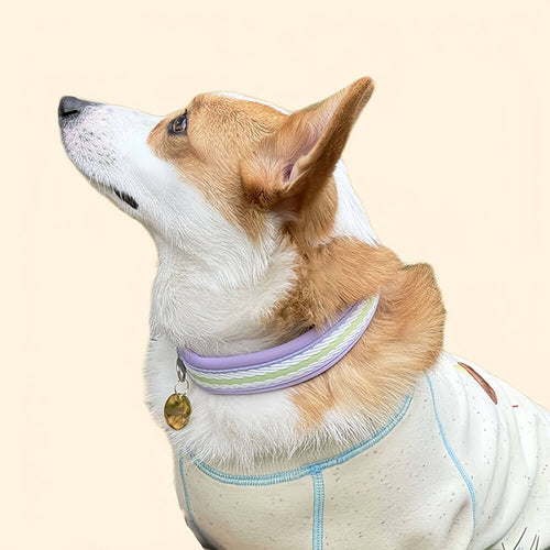 Clear Buckle Name Dog Collar