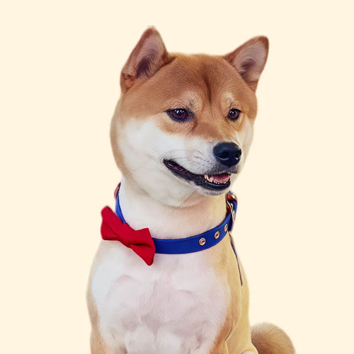 Contrast Bow Tie Collar with Nameplate