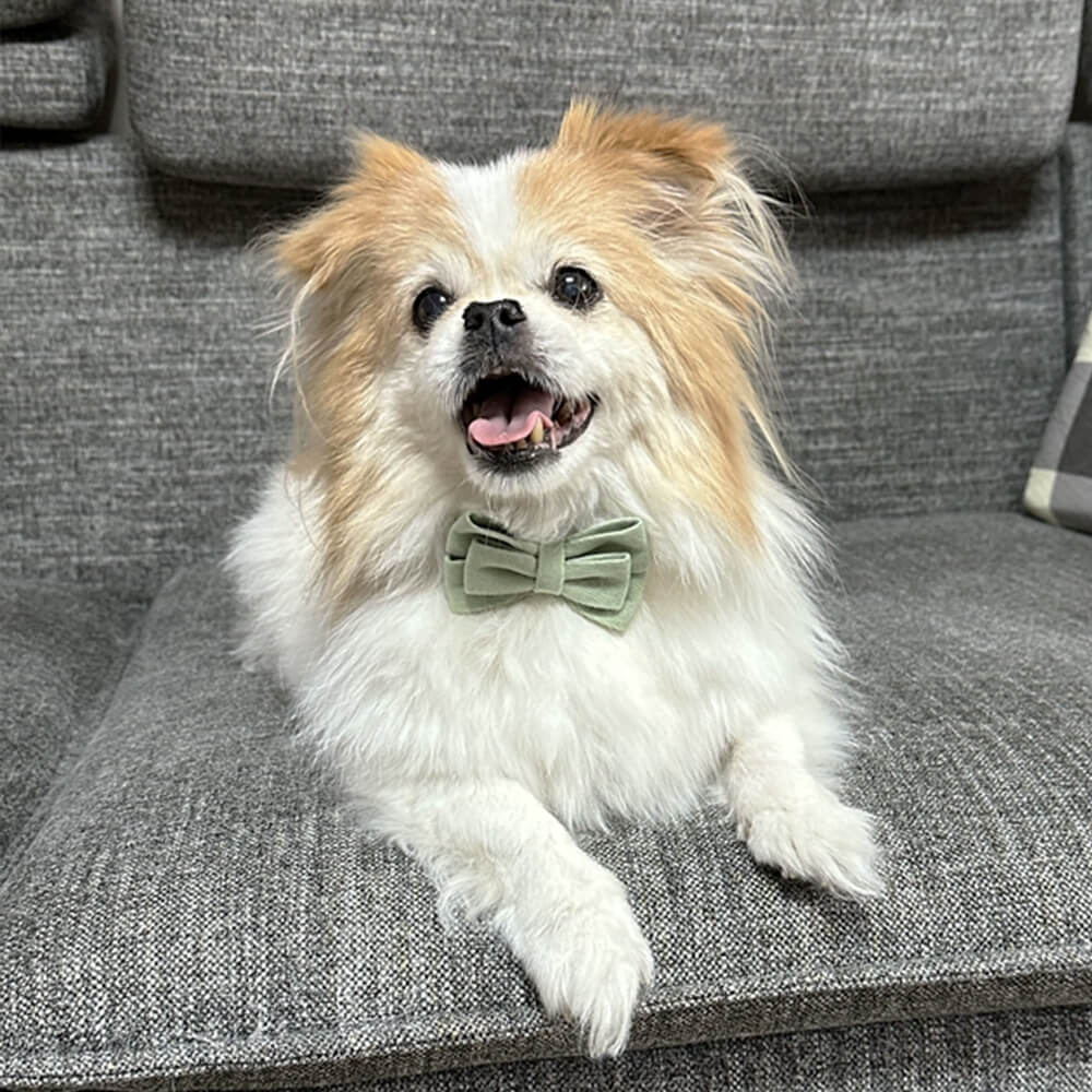 Layered Bow Tie Collar with Nameplate