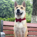 Layered Bow Tie Collar with Nameplate