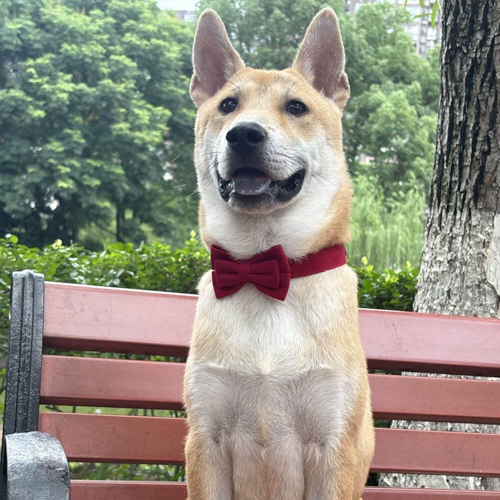 Layered Bow Tie Collar with Nameplate